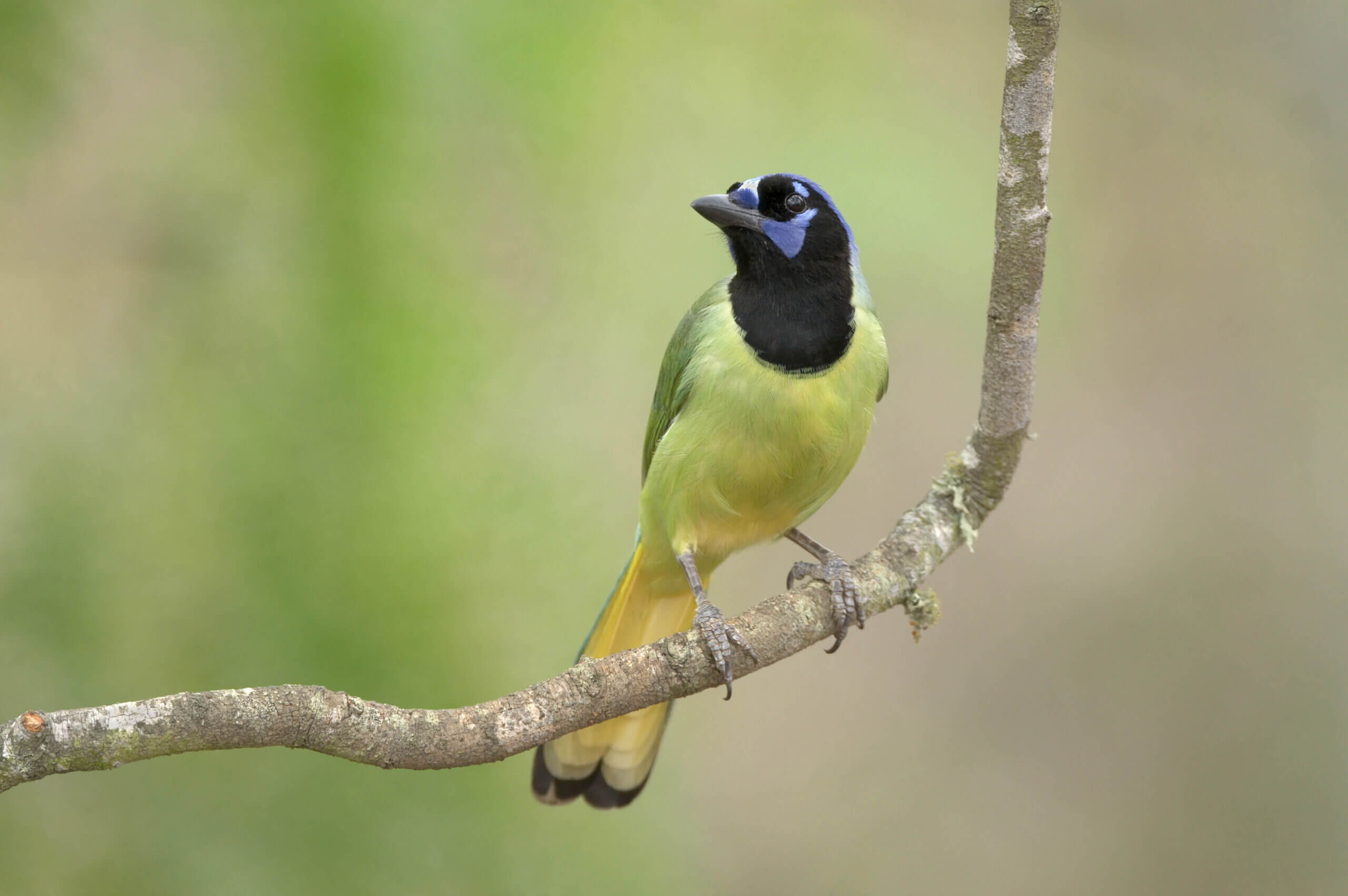 GreenJay2 copy scaled 1