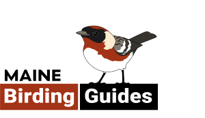 MaineBirdingGuides_Logo_LARGE