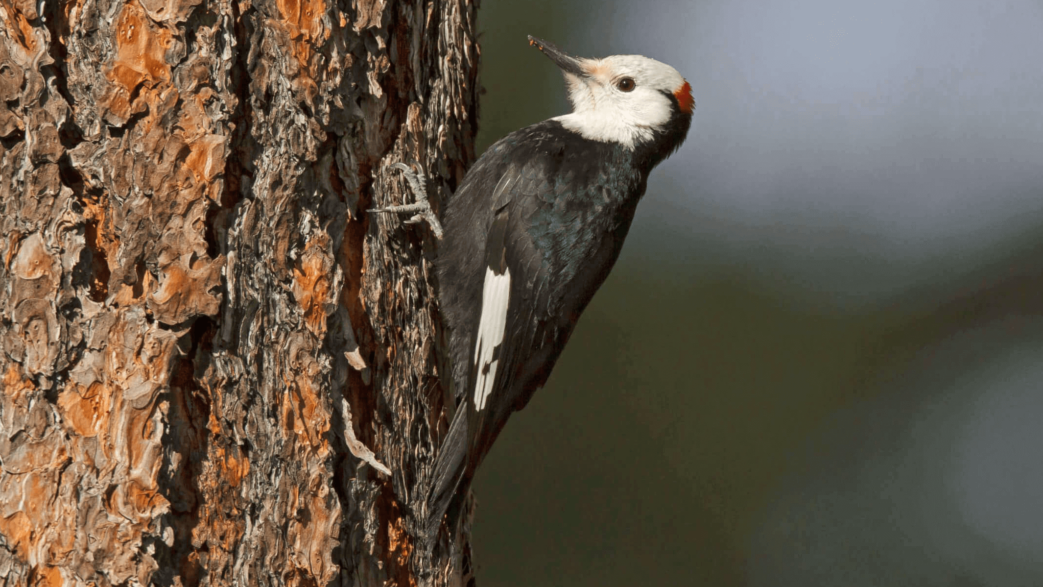 White headedWoodpecker scaled e1731792032945 fotor 20241116142247 2 2 fotor 20250910172558 2